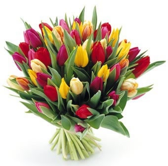 thumb kytica tulipan