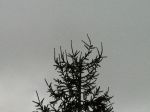 thumb_stromcek2011_poskodenie_0002