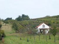 thumb Slovckym vinohradem 025